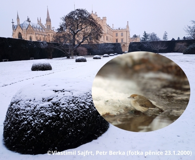 Pěnice černohlavá