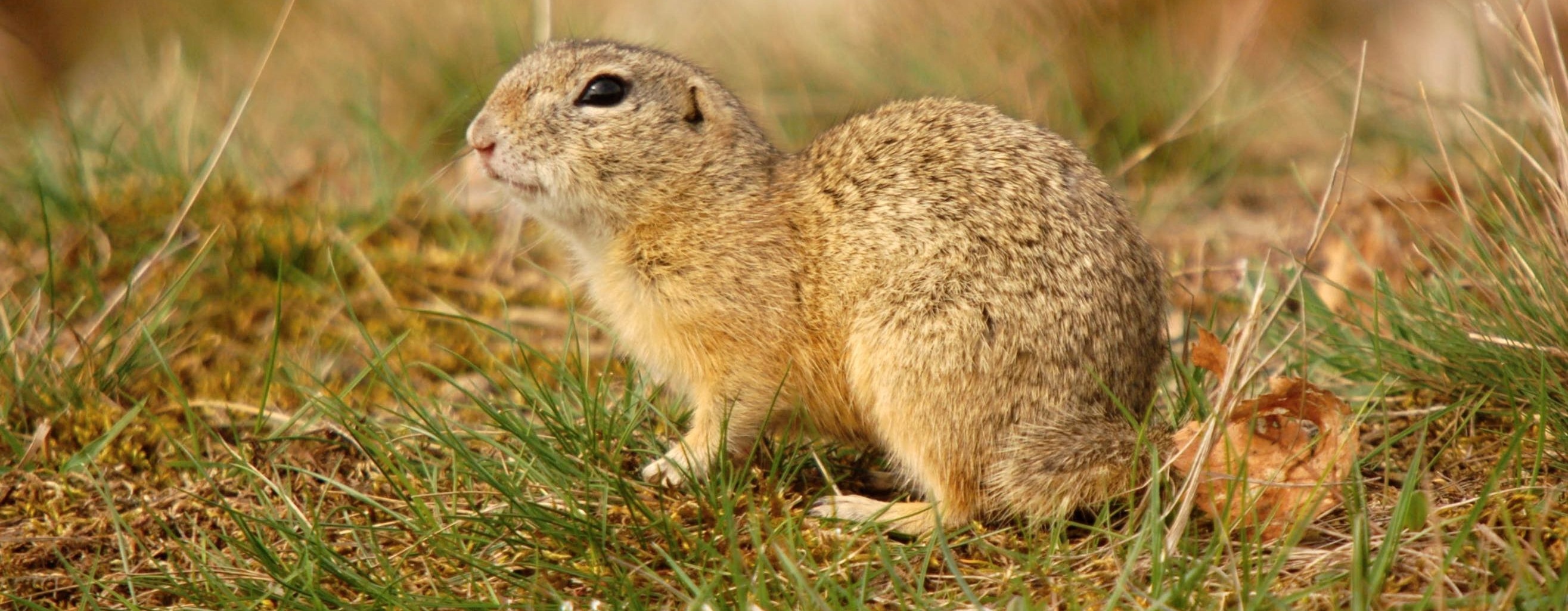 Sysel obecný, foto Květa Černohlávková