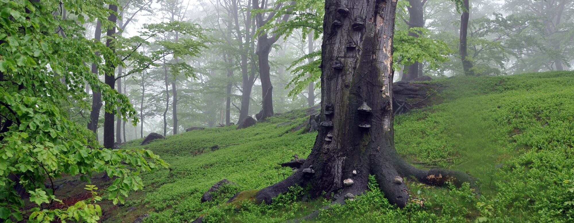 Bučiny, Jiří Hušek ml.