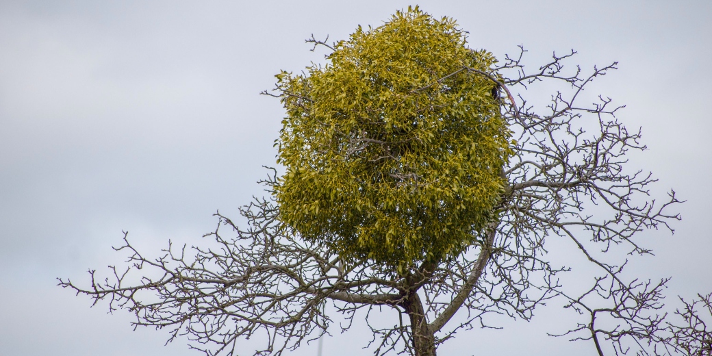 Jmelí na stromě na jabloni u Raspenavy na Liberecku