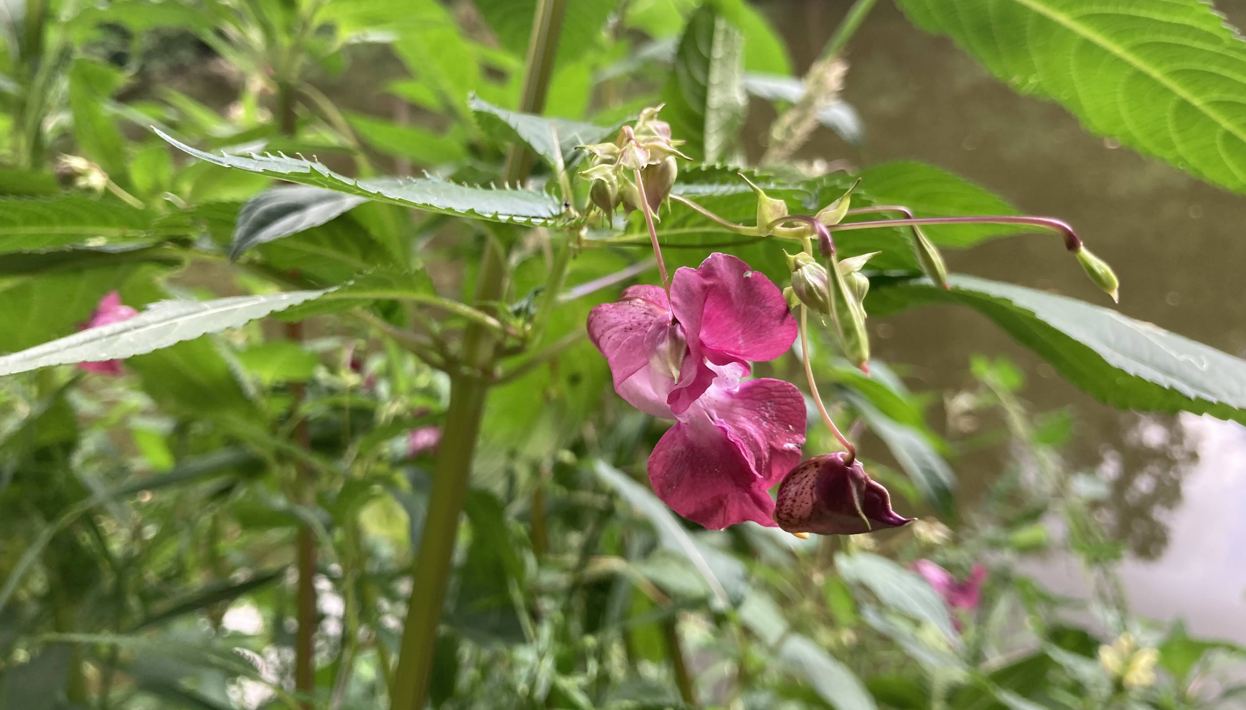 netýkavka žláznatá