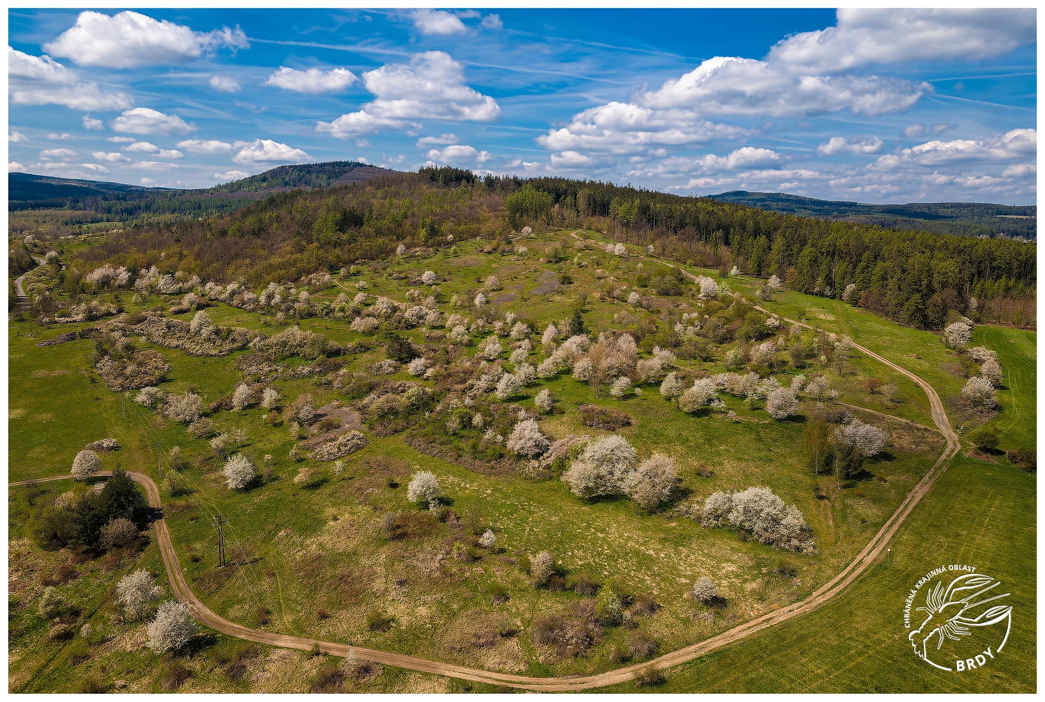 Dronový záběr na bezlesí v PP Vystrkov s roztroušenými kvetoucími křovinami.