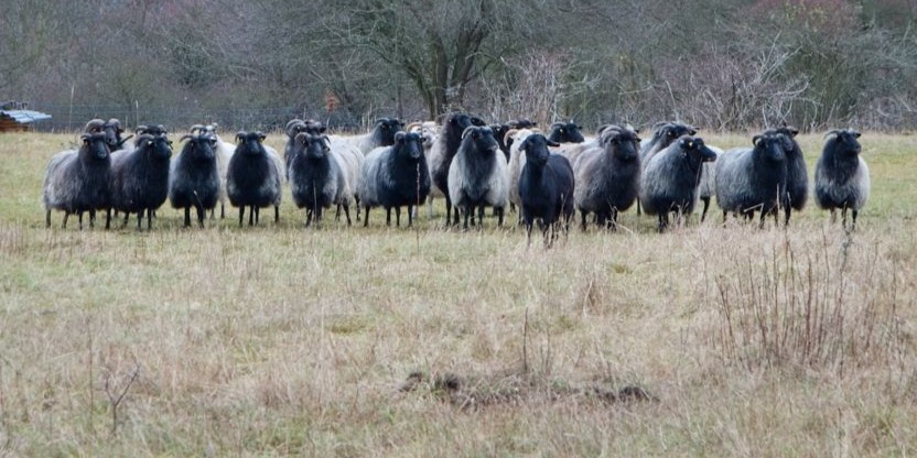 Stádo ovcí na zimní louce se starou trávou.