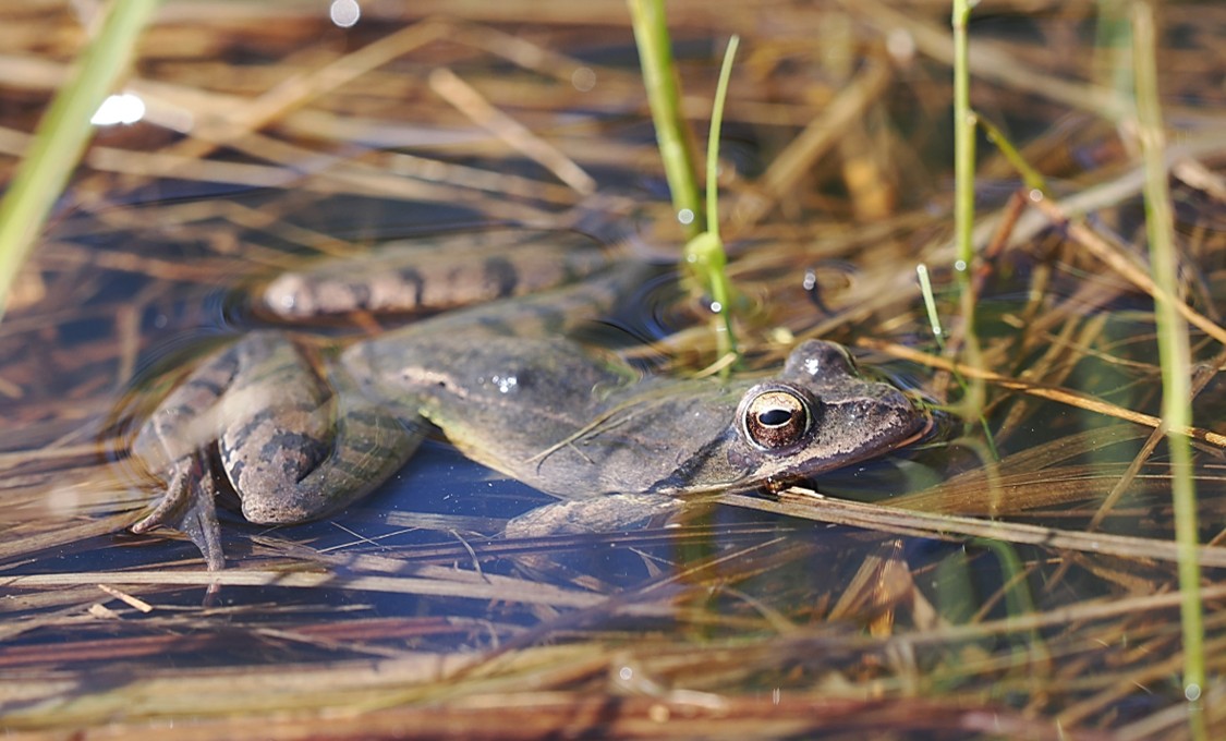 Žabí námluvy v Českém středohoří