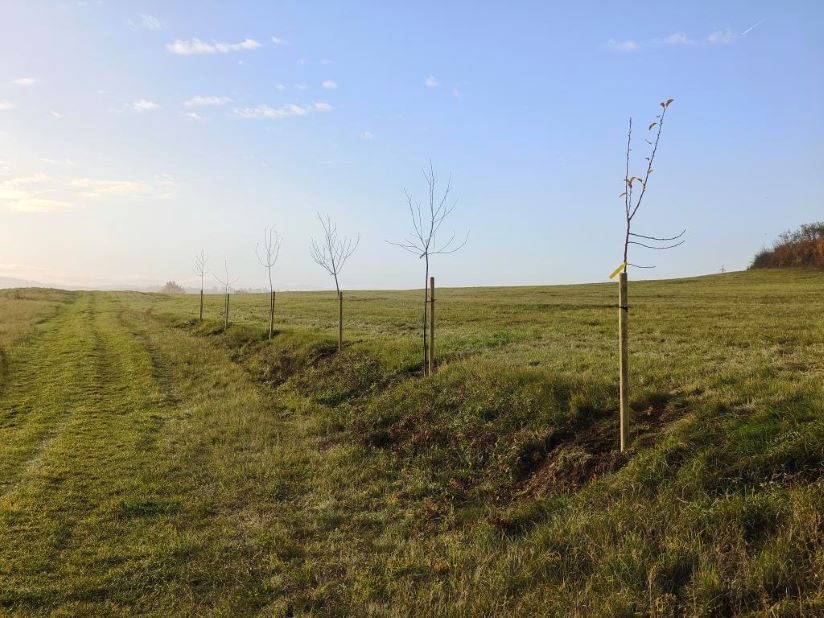 Výsadba stromků u Koněprus