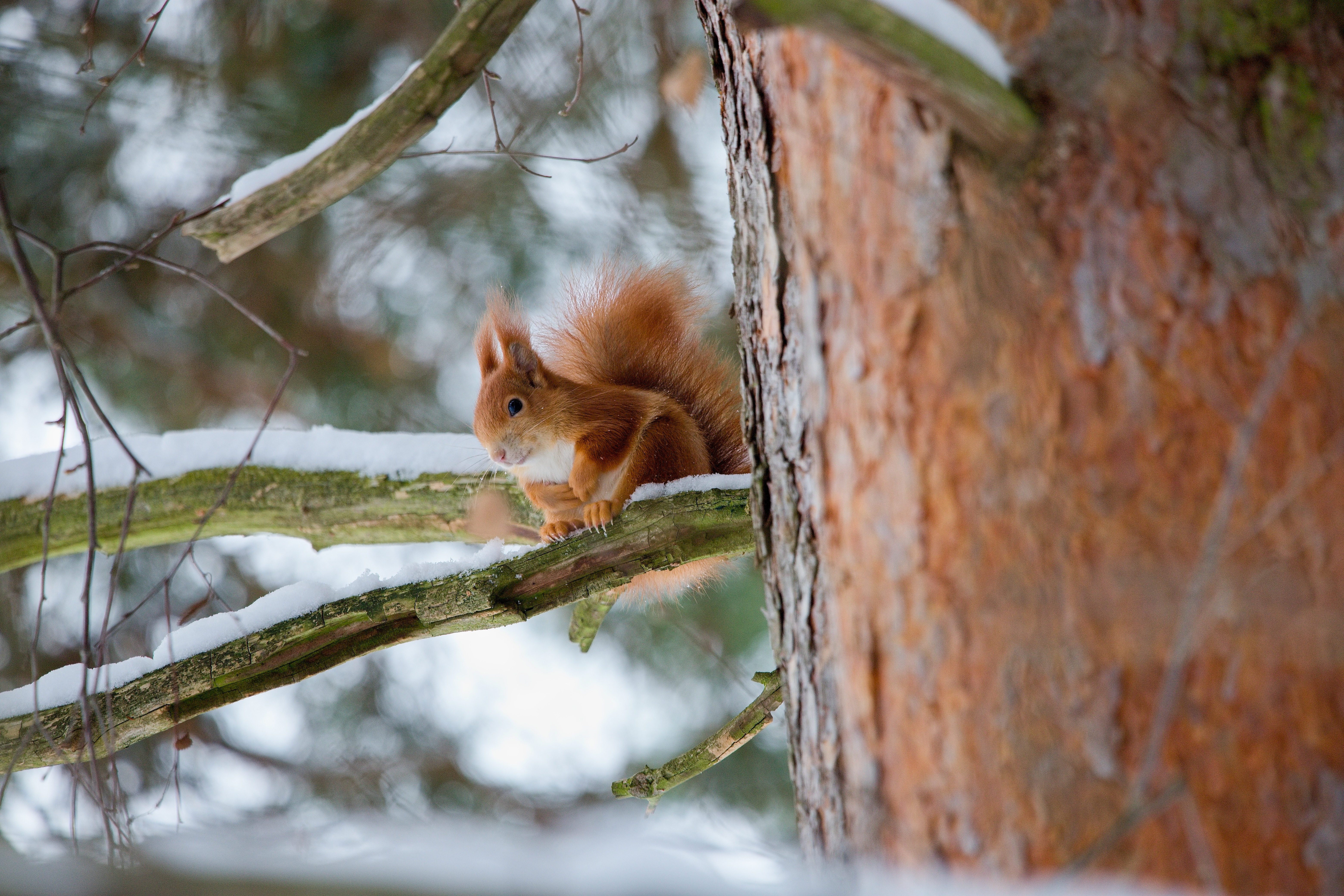 veverka obecná, 5. místo 2025