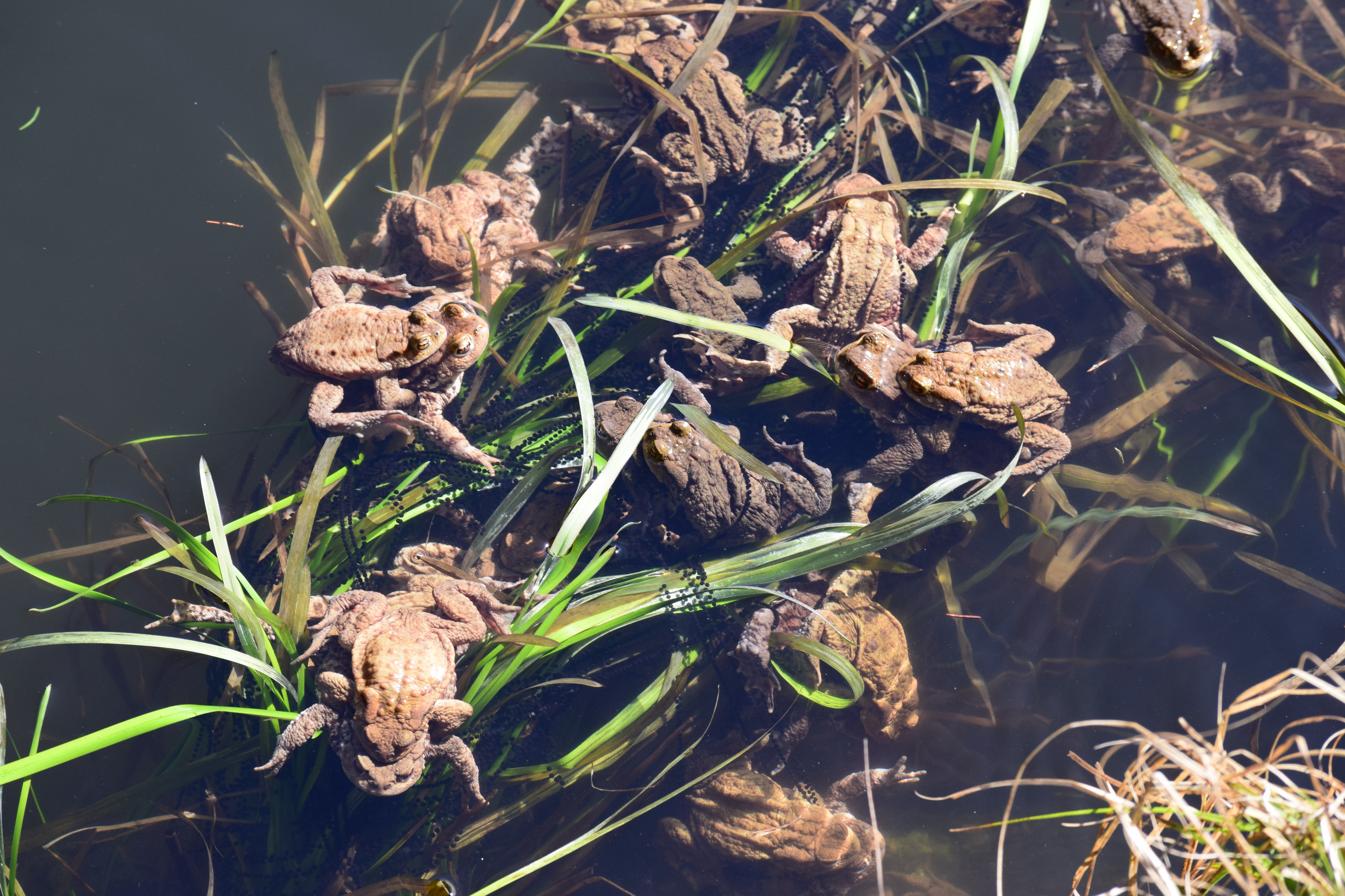 pářící se ropuchy obecné v tůni