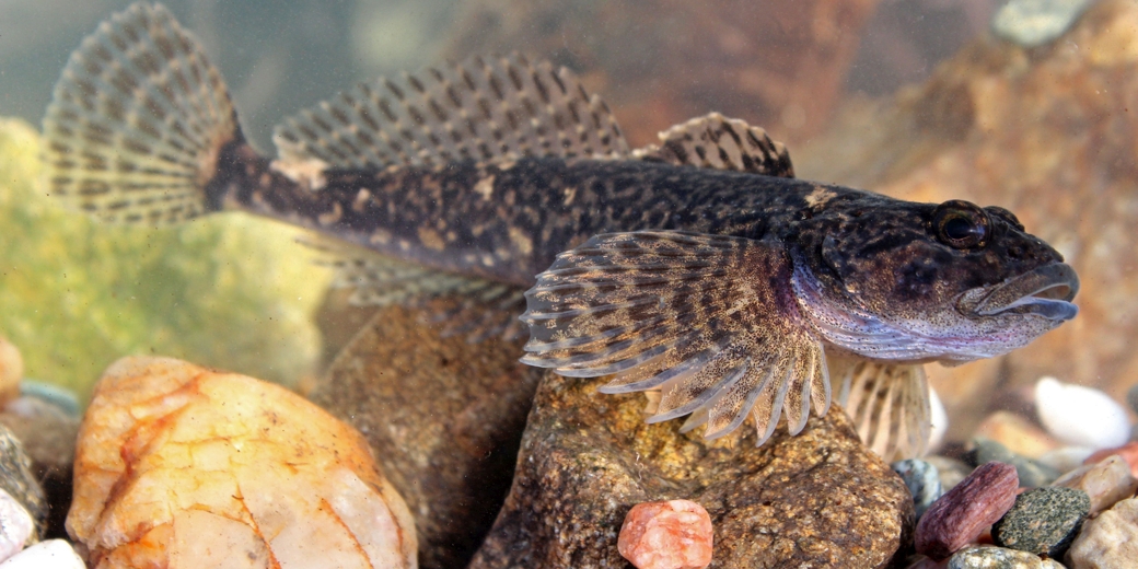 Vranka obecná - foto Jiří Neudert