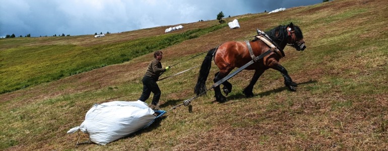 Stahování koňmi.