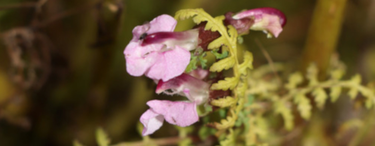 Detail růžových květů všivce bahenního.