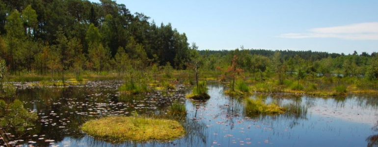 Rašeliniště v národní přírodní památce Swamp.
