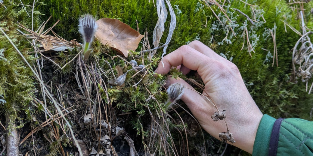 V blízkosti konikleců byl mech odstraňován ručně.