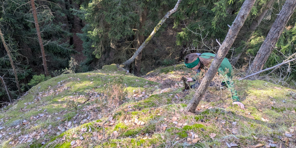 Zaměstnanec Správy CHKO opatrně odstraňuje mech.