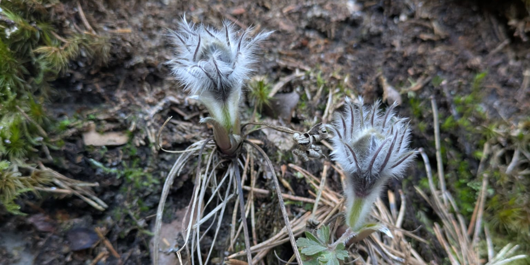 Huňaté rašící rostlinky koniklece.