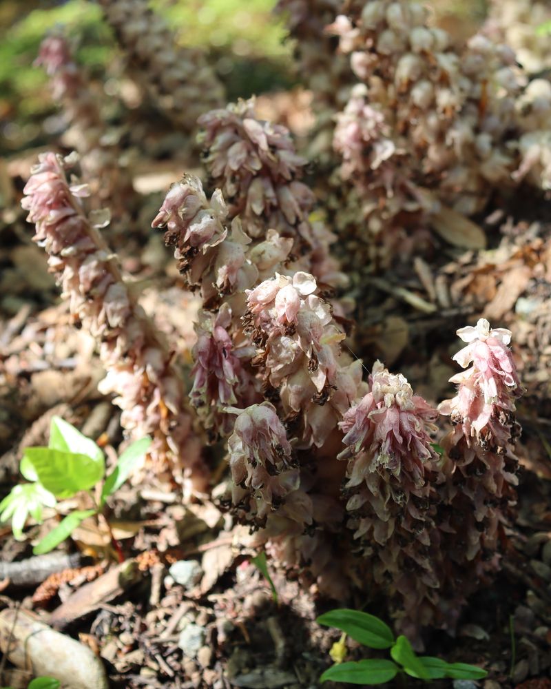 Podbílek šupinatý (Lathraea squamaria)