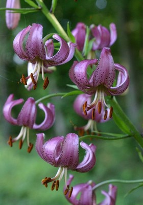 Lilie zlatohlavá (Lilium martagon)