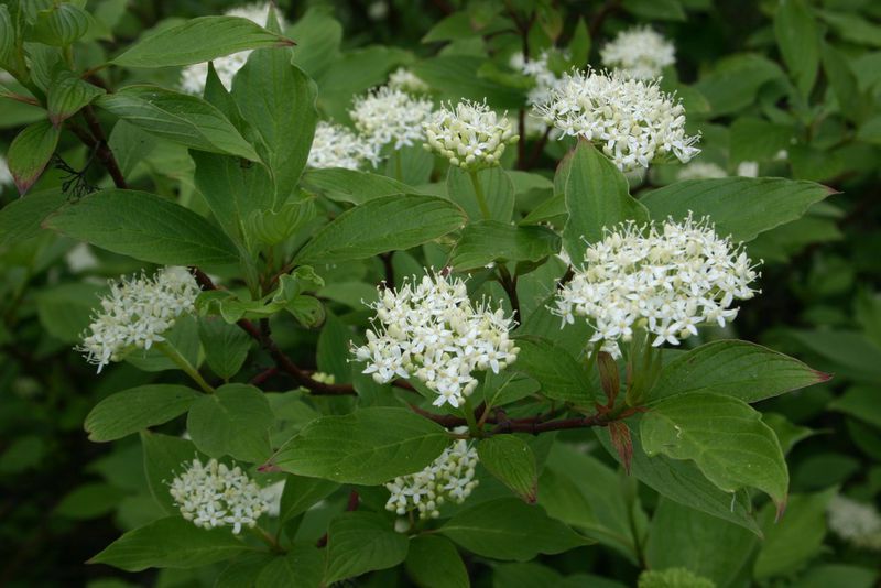 Svída krvavá (Cornus sanguinea)