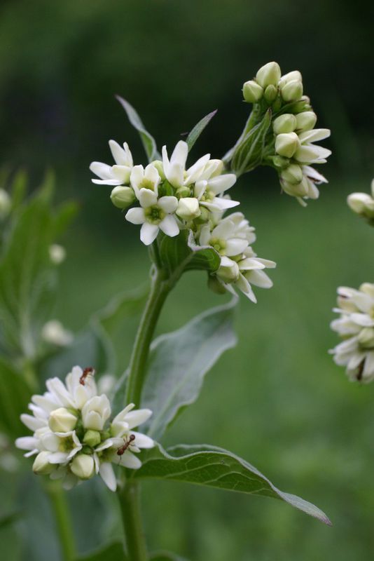 Tolita lékařská (Vincetoxicum hirundinaria)