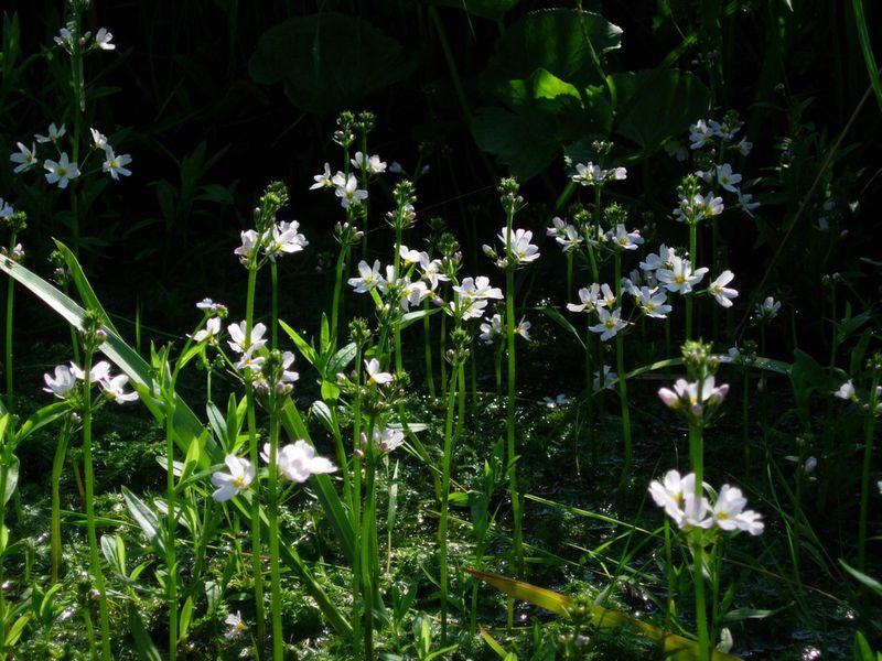 Žebratka bahenní (Hottonia palustris)