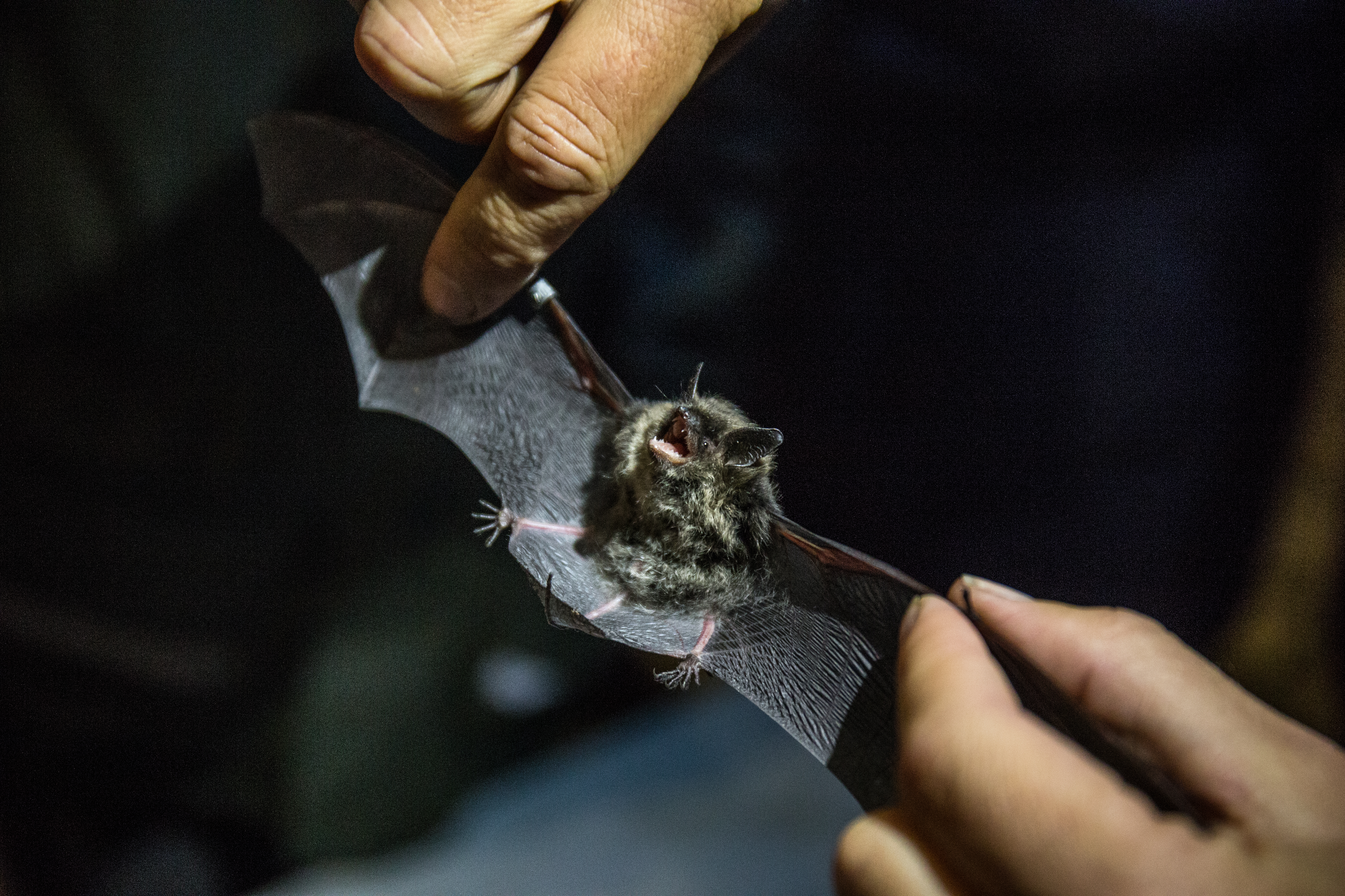 Netopýří noc Jeroným_J.Rund