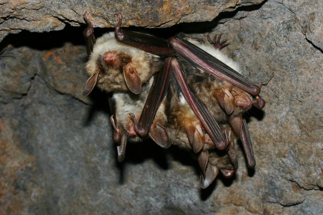 Netopýří noc_P.Tájek