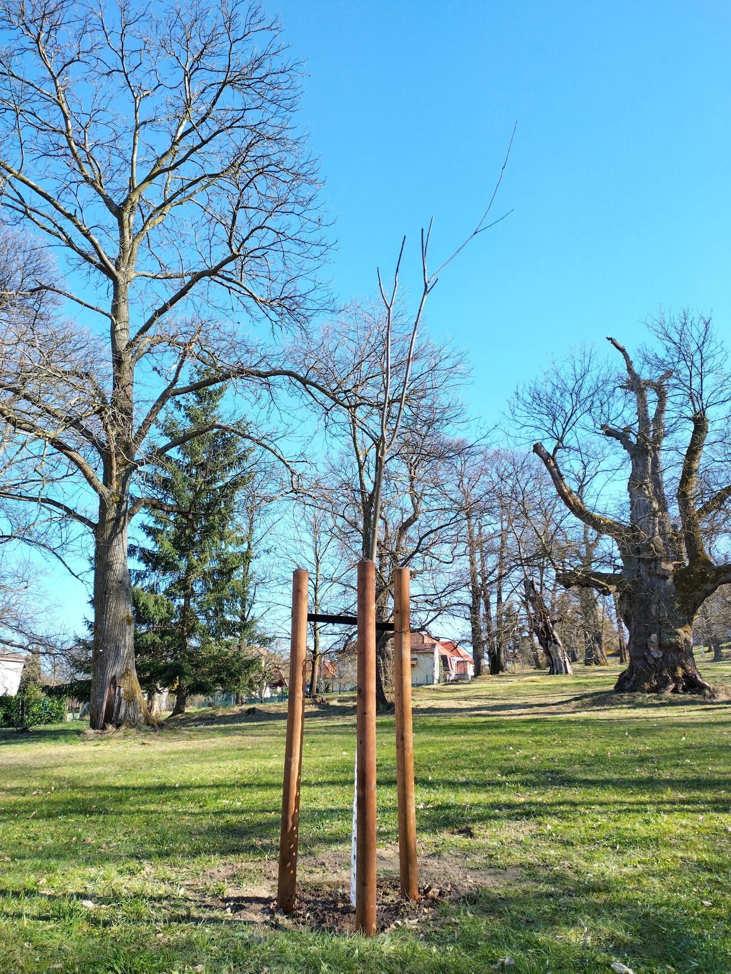 Nový kaštanovník setý. foto: Ján Melich